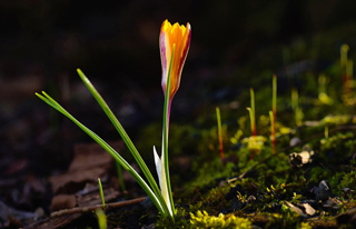 成都网站优化：网站关键词如何优化排名 